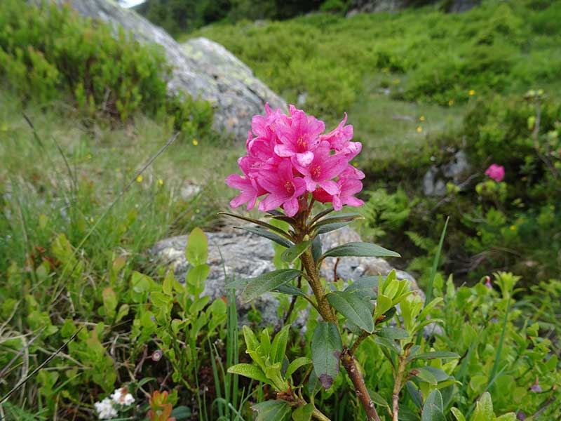 Großer Beil